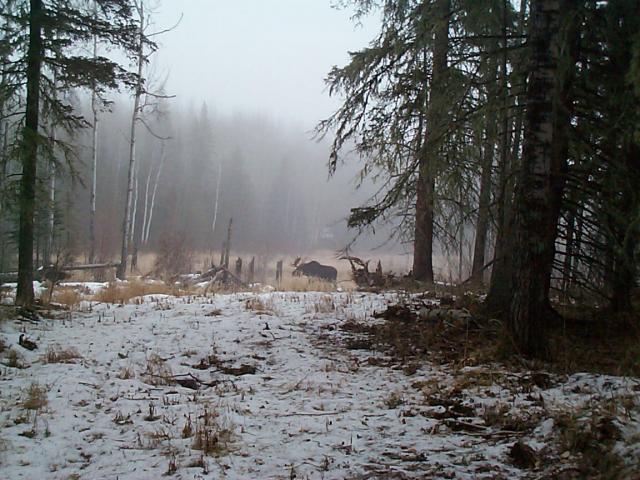 Moose.jpg