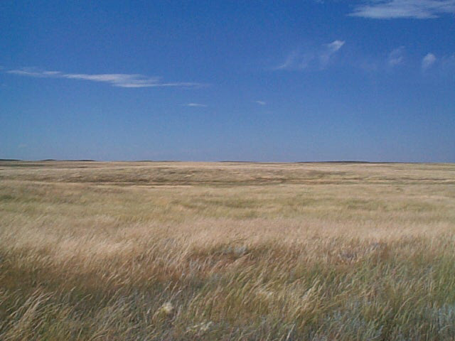 Prairie_grass_growth_2003.jpg